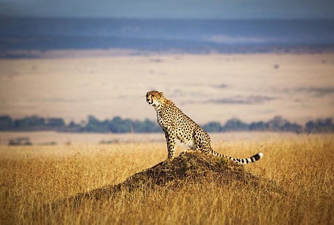 Photo: iStock