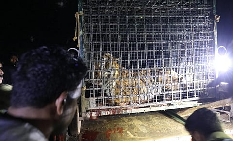 A tiger captured in Wayanad last October. Photo: KA Shaji
