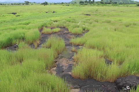 The plants here have limited soil, restricting their nutrient and water availability. Photo: Bhushan Shigwan.