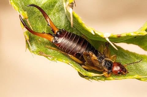 Earwigs are the hero single mothers of the insect world – and good for your garden too