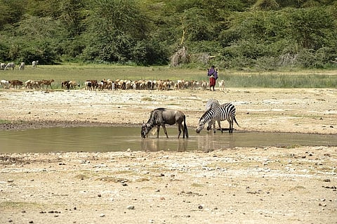 A local, who is among the over 80 per cent of those in arid and semi-arid areas relying on livestock for a livelihood, had his 33 sheep and goats killed by wild animals at night. Representative photo: iStock.