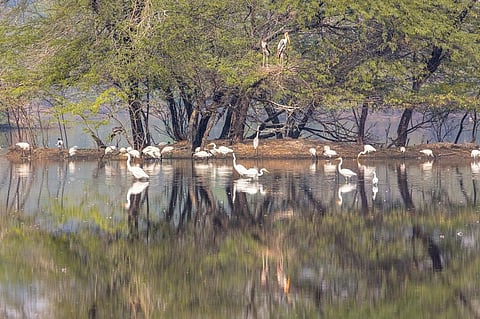 The 2023-24 budget has allocated Rs 3,079.40 crore to the Ministry of Environment, Forest and Climate Change. Photo: iStock.