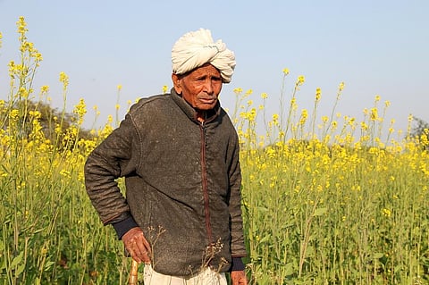 MoEFCC, on October 18, 2022, approved the environmental release of GM mustard as a precursor to the approval for commercial cultivation of the country’s first GM food crop. Representative Photo: iStock.