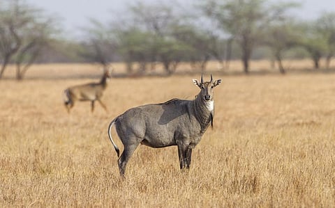 Bihar gave the permission to cull Nilgai and wild boar in August 2022. Photo: iStock