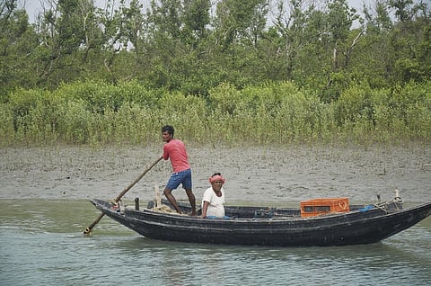 Mangroves can potentially store up to 10 times more carbon per hectare than terrestrial forests. Photo: iStock.