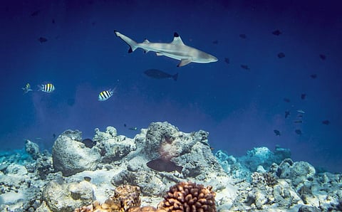 At present, only about 6% of the ocean is under Marine Protected Areas. Photo: iStock