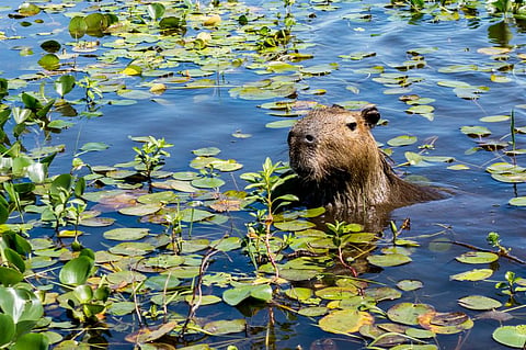 A capybara in the Iberá Wetlands (Esteros del Iberá) of northeast Argentina. Photo: Kylie Nicholson/Shutterstock