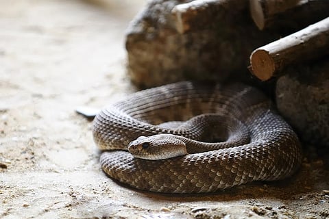 फोटो साभार : आईस्टॉक