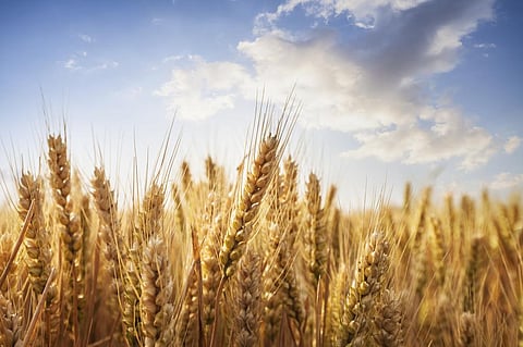 The Union Ministry of Agriculture and Farmers Welfare has claimed wheat production in the current crop season is estimated to be 112 million tonnes — 4.44 million tonnes more than last year. Photo: iStock