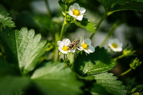 Photo: Justus Menke / Unsplash