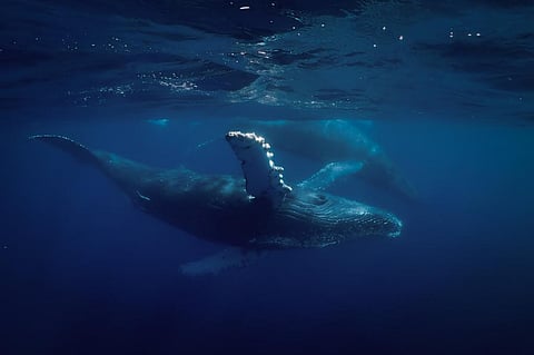 Settlement of sediment plumes generated by deep sea mining vehicles could smother the marine species at the bottom of the ocean, the study warned. Photo: iStock