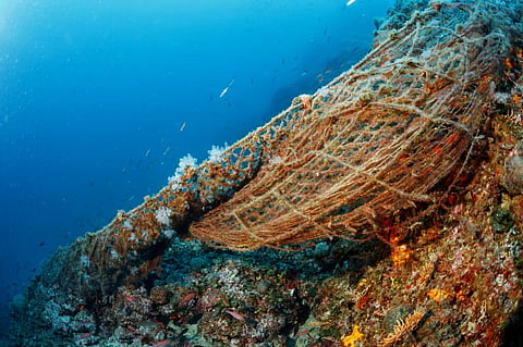 Photo: iStock
