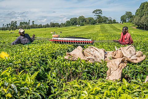 Agriculture is still largely manual in a several parts of the continent. Photo: Patrick Sheperd/CIFOR