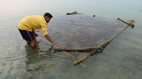 Kappaphycus cultivation rafts on the coast of Mandapam town in Ramanathapuram, Tamil Nadu (Photographs: Manivasagan N)