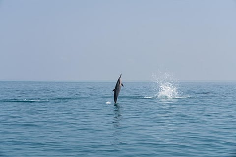 Photo: iStock