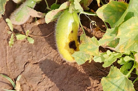 Climate change plays an influential role in altering insect pests in multiple ways. Photo: iStock.