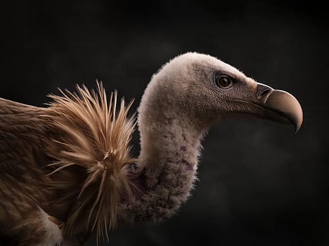 Vultures doesn’t deserve their bad reputation. Photo: Eatmann / Shutterstock