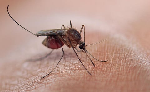 Anopheles Stephensi is reported to spread faster in different climatic conditions due to its strong adaptive qualities. Photo: iStock