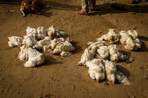 Wild birds can carry the virus without showing symptoms of it and transmit it to poultry through their feathers or faeces. Representative photo: iStock.