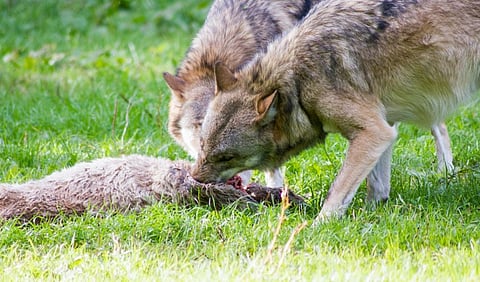 Photo: iStock