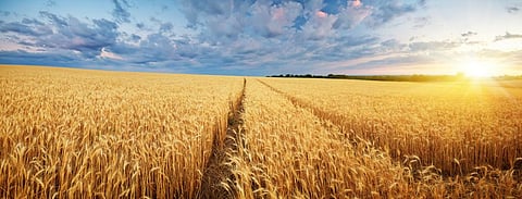 Punjab requires a large amount of water for the cultivation of wheat and paddy crops. Photo: iStock