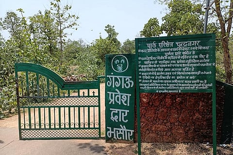 बुंदेलखंड में सरकार बड़ी संख्या में पेड़ काटने की तैयारी कर रही है। फोटो: आशीष सागर दीक्षित 