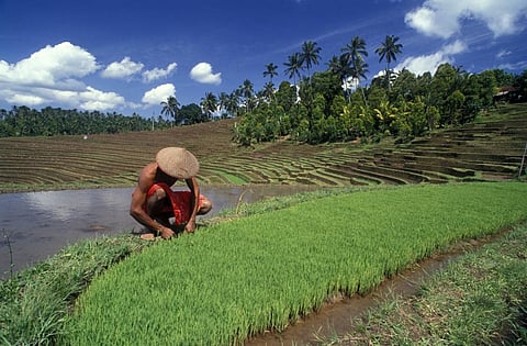 By carefully controlling local climates, communities can ease the impact of global climate change and create more resilient ecosystems. Photo: iStock