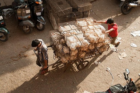 Currently, we are in the midst of the worst outbreak of this virus, which has led to the culling of nearly 100 million poultry across the world. Representative photo: iStock.