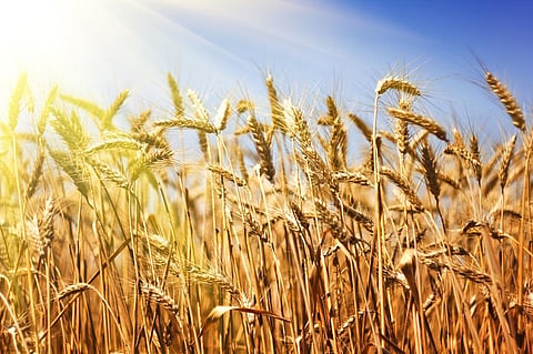 The Centre announced a ban on wheat export on May 13, 2022, amid a spike in global wheat prices and a dip in domestic government stocks due to yield loss in the wheat crop. Photo: iStock.