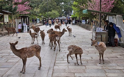 Nara deer. Photo: iStock