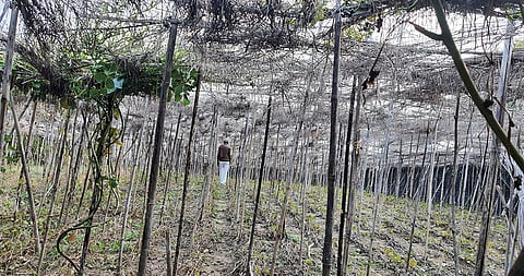 Betel leaf cultivations in Mahoba have  faced 70-100 per cent destruction due to cold wave this year (Photograph: Bhagirath)