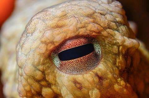 Why the ethics of octopus farming is so troubling