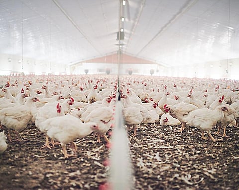 Victims of the resultant food-borne diseases are likely not to respond to available antibiotics. Representative Photo: iStock.