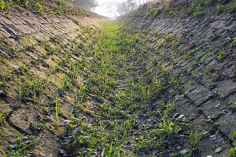 Rice cultivation is a key cause behind the groundwater crisis in the state. Representative photo: iStock.