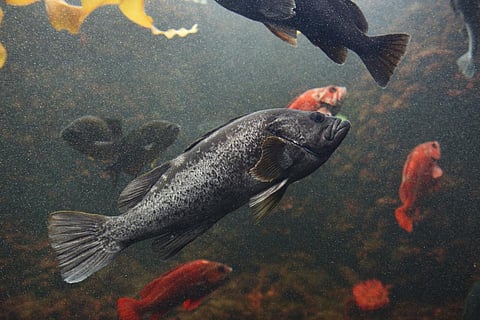 The research involved analysing juvenile black rockfish (Sebastes melanops) samples collected from 2013 to 2019, a time frame that included a marine heat wave between 2014 and 2016. Photo: iStock