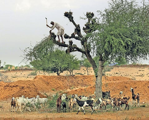Photo: Vikas Choudhary