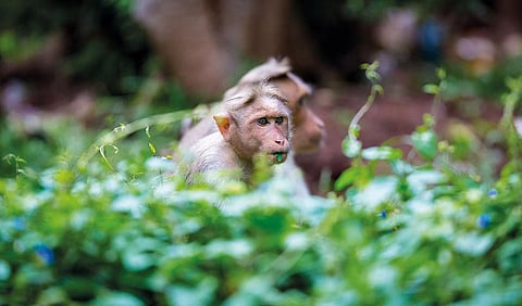 Restoring Karnataka’s forests can curb its monkey menace and Kyasanur disease outbreaks; here is how 