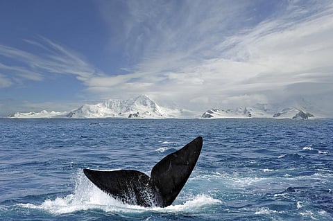 Photo: iStock
