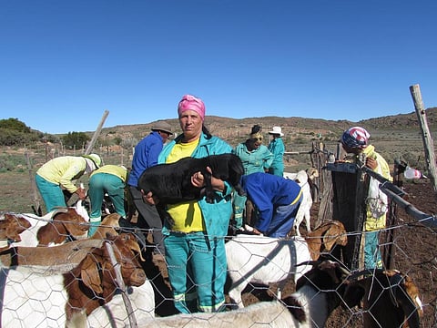 Livestock are threatened by predators — but old-fashioned shepherding may be an effective solution