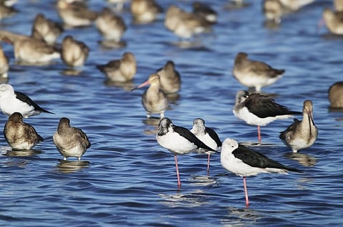 The upcoming airport could affect the black-tailed godwits more than 10 times than estimated in a previous EIA. Photo: iStock.