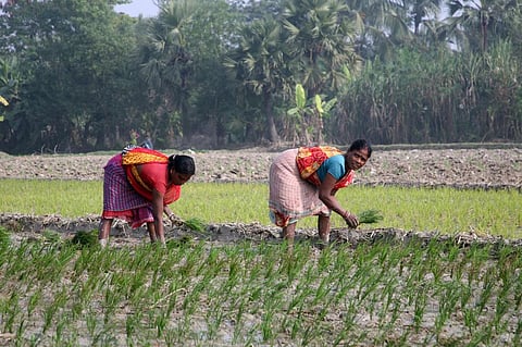 Women in agrifood systems are often held back by inequality and discrimination, marginalised and denied agency, work in poorer conditions with lower wages and carry a greater burden of care and unpaid work. Photo: iStock