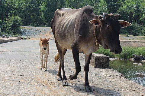 फोटो: पिक्साबे 