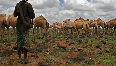 Livestock farmers are often forced to sell their animals at throwaway prices when drought strikes. Photo: iStock