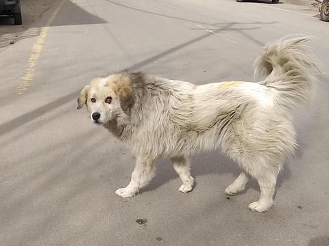 The abandoned state of dogs shouldn't be justified by citing the early stages of the ‘origin story’ when wolf ancestors of modern dogs were scavenging on waste from hunter-gatherer settlements. Photo: Narendra Patil