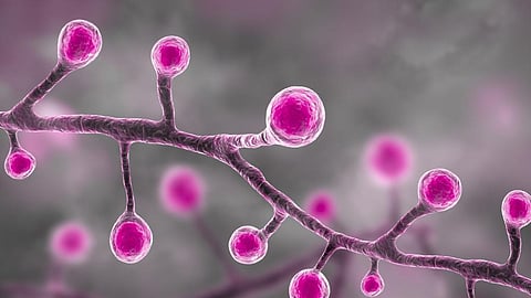 People can get infected after inhaling spores of the fungus. Photo: iStock