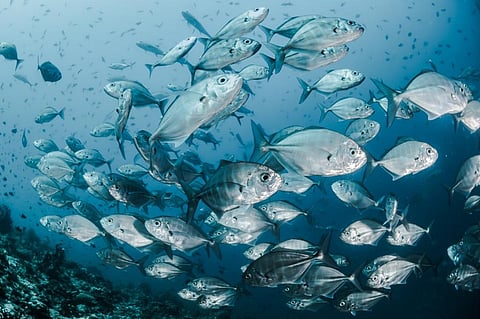 El Niño is coming, and ocean temps are already at record highs — that can spell disaster for fish and corals