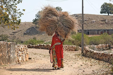 A resident of Tirol village in Rajasthan’s  Udaipur district carries fodder  collected from a pasture developed on revived common land (Photo: Vikas Choudhary)
