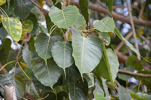 The level of ascorbic acid in plants determines their tolerance against the adverse effect of oxidising pollutants. Photo: iStock.