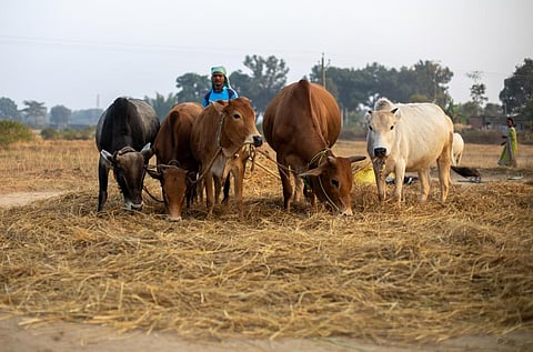 आखिरकार झारखंड ने 17 जिलों को किया सूखा घोषित