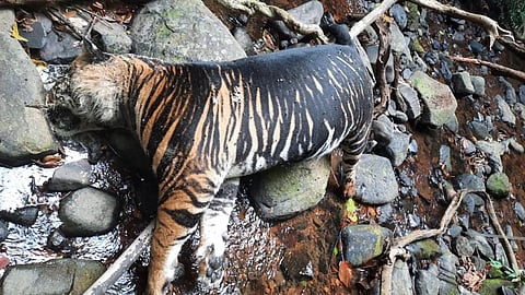 The rare melanistic tigers with distinctive dark stripe patterns are Bengal big cats with a gene mutation. They are only found in the Simlipal Tiger Reserve. 
